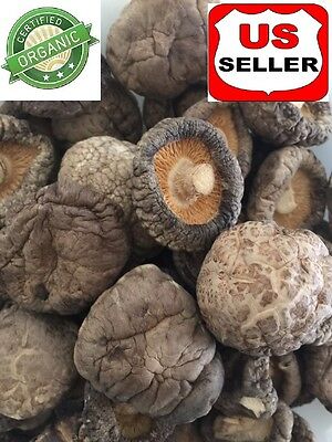 1 Lb (16 Oz) 100% Natural Organic Premium Dried Shiitake Chinese Mushroom 4-5 Cm